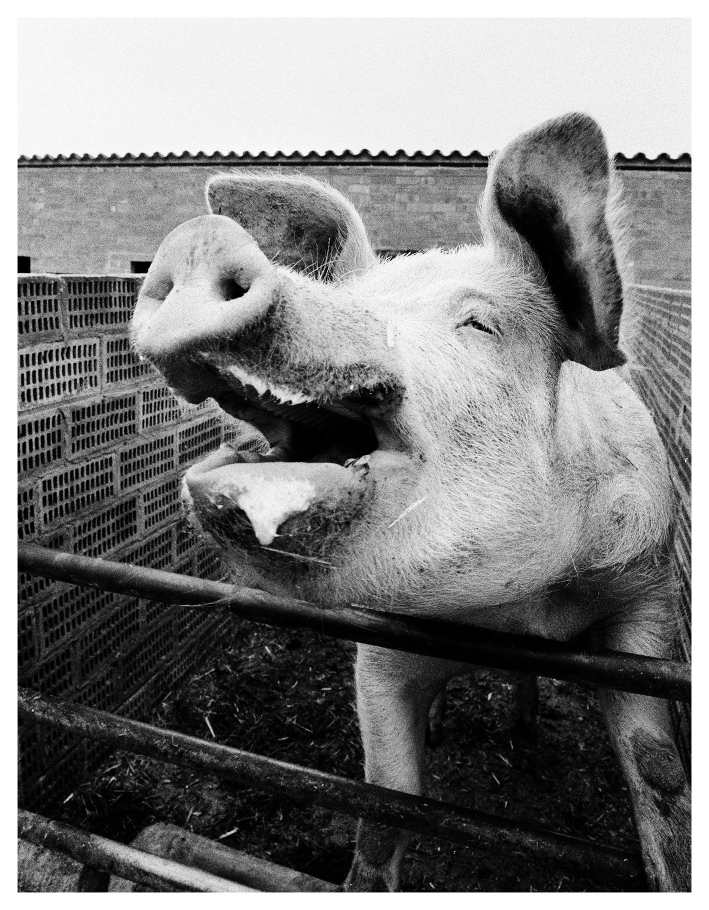 Colita , Cerdo feliz, 1985. © Colita