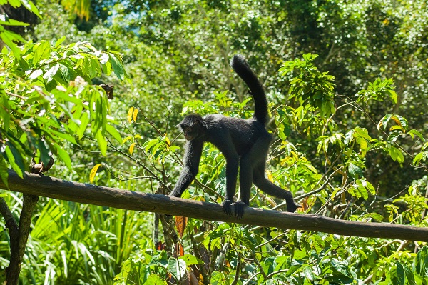 Foto: Mono Araña Negro ©Alfonso Zavala (Centro de Rescate Amazónico de Iquitos)