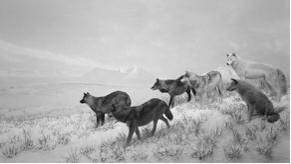 Lobos de Alaska 1994. Impresión a la gelatina de plata. © Hiroshi Sugimoto