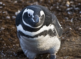 Australis celebra el día mundial del Pingüino