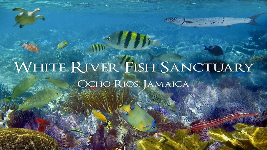 Más de 2700 piezas de coral plantadas en el White River Fish Sanctuary de Jamaica 