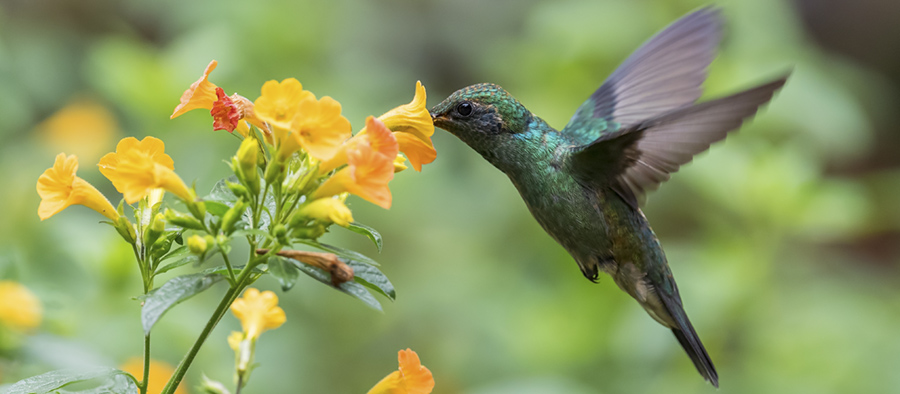 Quito, la capital mundial del birdwatching