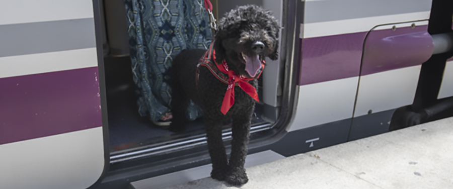 Renfe pone a la venta los billetes para viajar en AVE con perros de hasta 40kg
