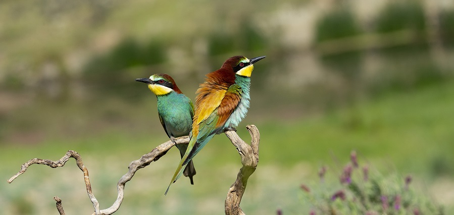 Disfrutar en Cáceres del Tajo Internacional